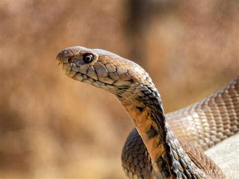 The largest is Ashe’s spitting cobra ( Naja ashei ). It is native to East Africa and can grow up to 2.7 meters (8.9 feet) long. The average length of an adult Ashe’s spitting cobra is 1.3 to 2 meters (4.3 to 6.6 feet). In Thailand, we haven’t seen one over 2 meters in length and most are just over 1 meter.